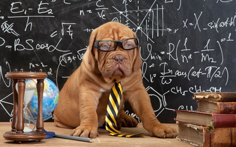 Young cute dog in front of blackboard during a math class.