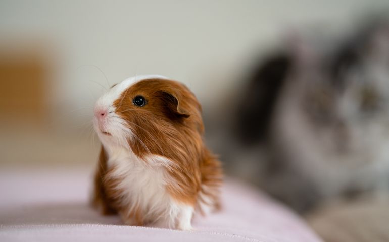 A guinea pig