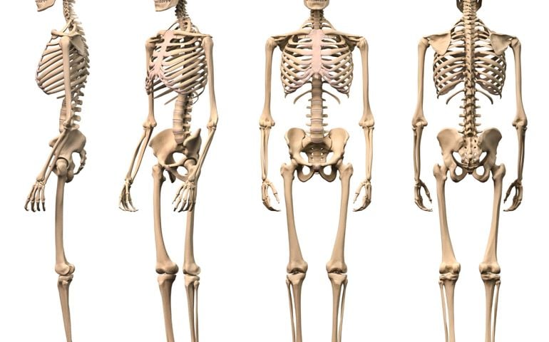 A 3D photo of a human skeleton