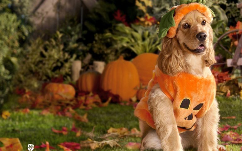how-much-do-you-know-about-halloween.jpg