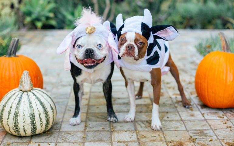 how-much-do-you-know-about-halloween.jpg