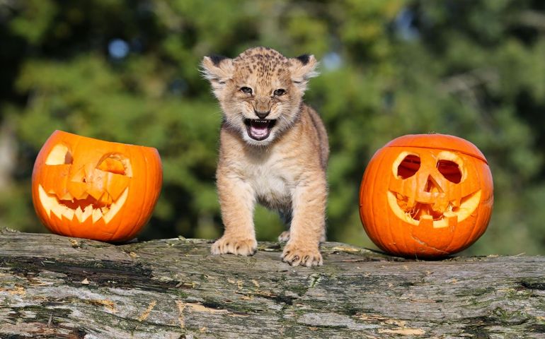how-much-do-you-know-about-halloween.jpg