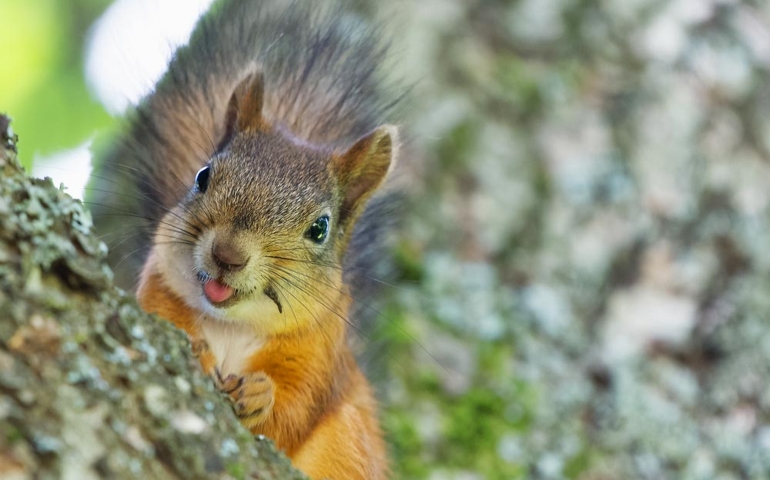 can-you-name-these-abnormally-fluffy-animals