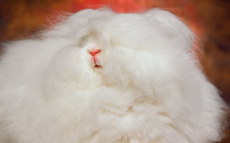 can-you-name-these-abnormally-fluffy-animals