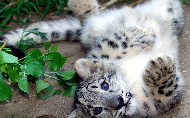 can-you-name-these-abnormally-fluffy-animals