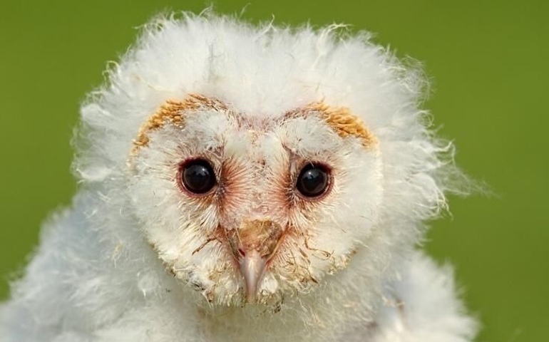 can-you-name-these-abnormally-fluffy-animals
