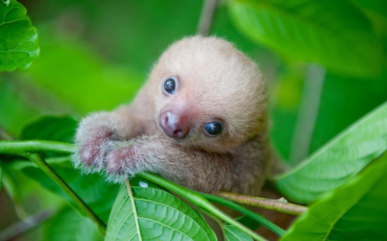 can-you-name-these-abnormally-fluffy-animals