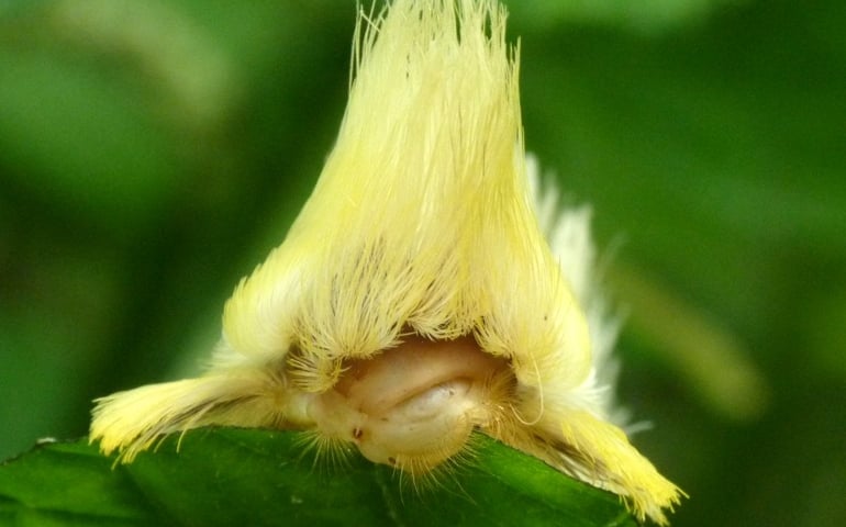 can-you-name-these-abnormally-fluffy-animals
