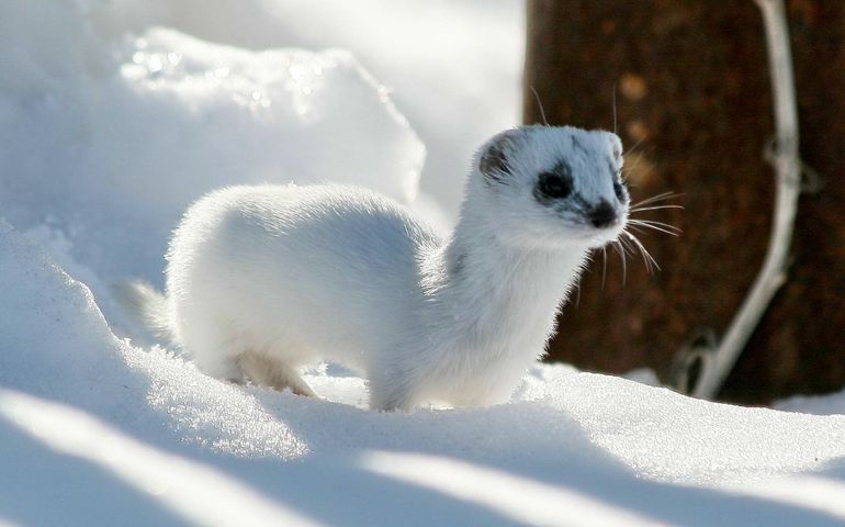 can-you-name-these-abnormally-fluffy-animals