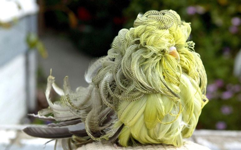 can-you-name-these-abnormally-fluffy-animals
