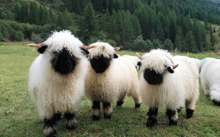 can-you-name-these-abnormally-fluffy-animals