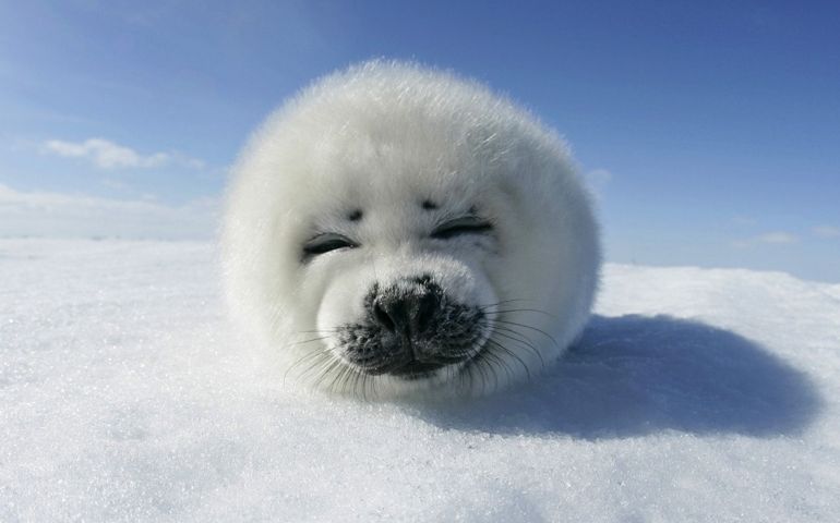 can-you-name-these-abnormally-fluffy-animals