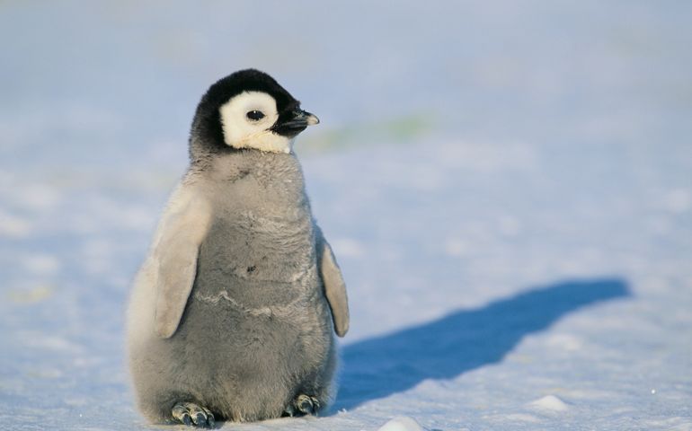 can-you-name-these-abnormally-fluffy-animals