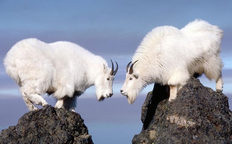 can-you-name-these-abnormally-fluffy-animals
