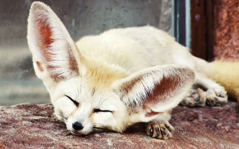 can-you-name-these-abnormally-fluffy-animals