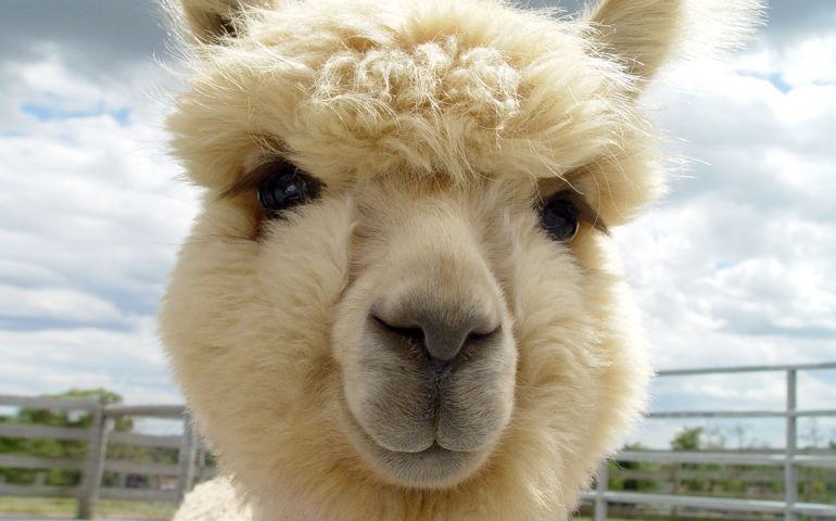 can-you-name-these-abnormally-fluffy-animals