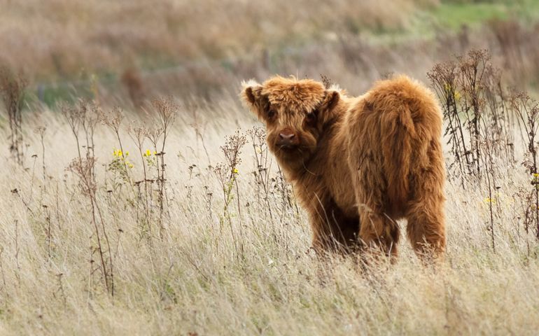 can-you-name-these-abnormally-fluffy-animals