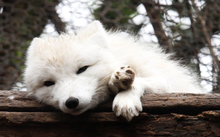 can-you-name-these-abnormally-fluffy-animals