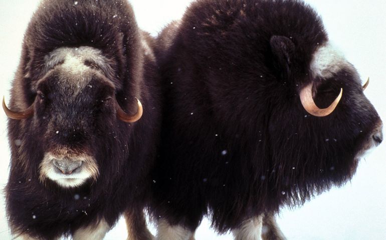 can-you-name-these-abnormally-fluffy-animals