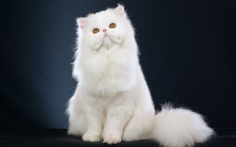 can-you-name-these-abnormally-fluffy-animals