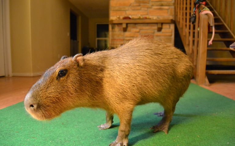 can-you-name-these-abnormally-fluffy-animals