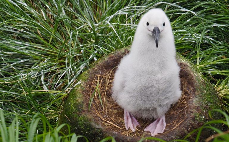 can-you-name-these-abnormally-fluffy-animals