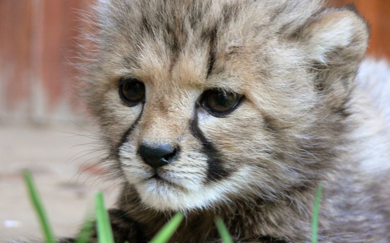 can-you-name-these-abnormally-fluffy-animals