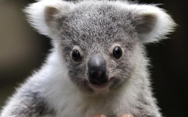 can-you-name-these-abnormally-fluffy-animals