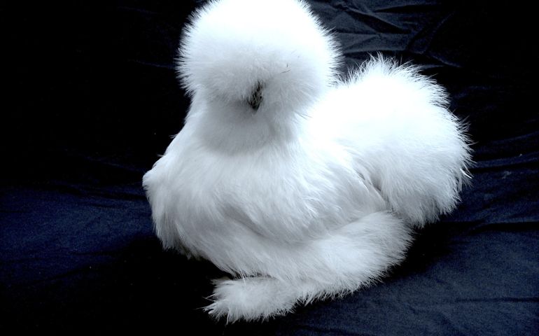 can-you-name-these-abnormally-fluffy-animals