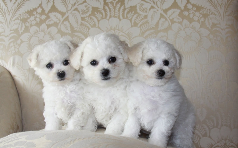 can-you-name-these-abnormally-fluffy-animals