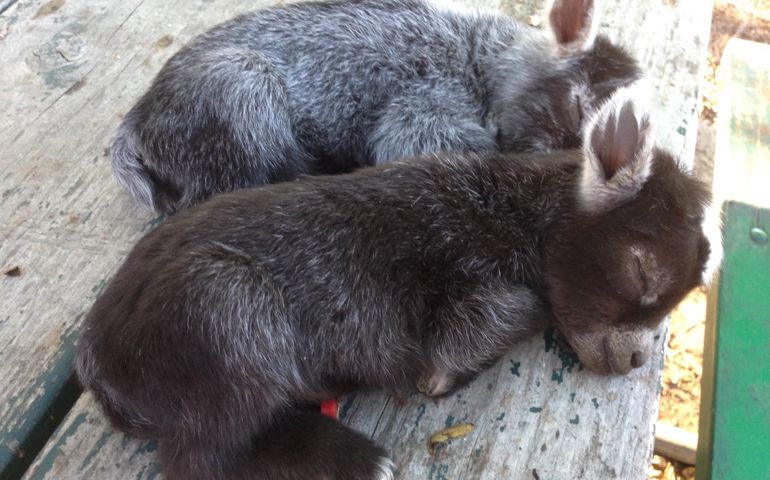 can-you-name-these-abnormally-fluffy-animals