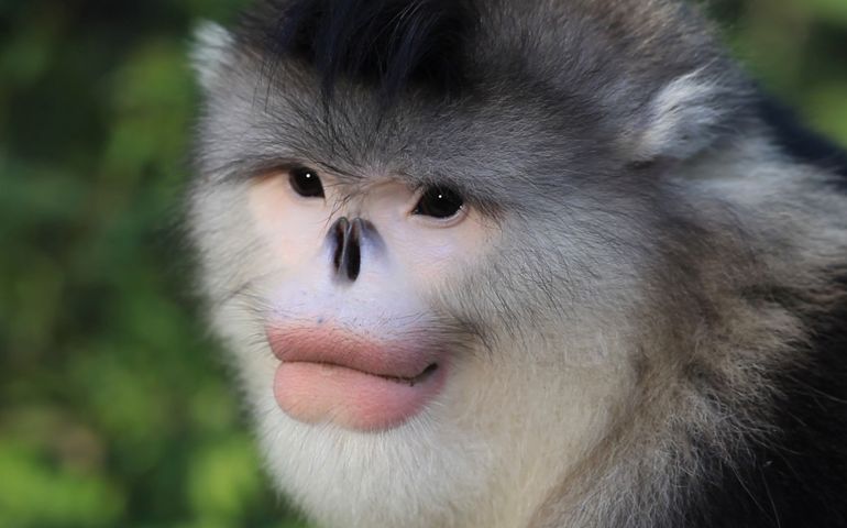 can-you-name-these-abnormally-fluffy-animals