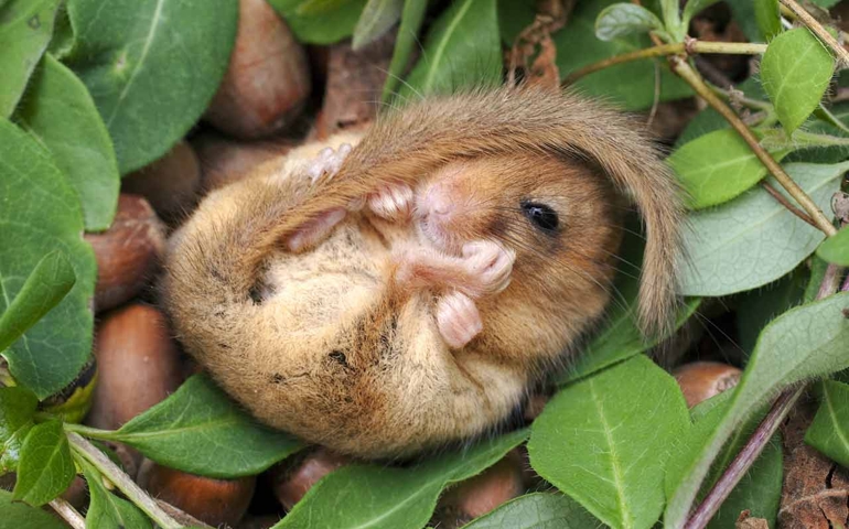 can-you-name-these-abnormally-fluffy-animals