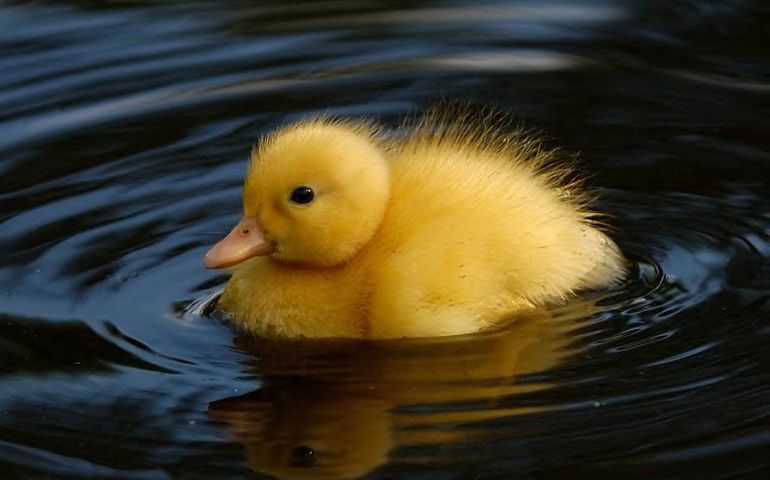 can-you-name-these-abnormally-fluffy-animals