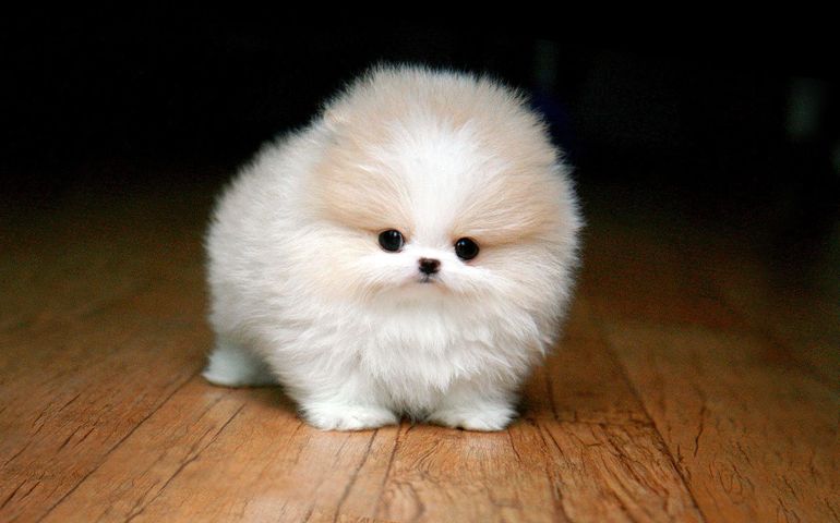can-you-name-these-abnormally-fluffy-animals