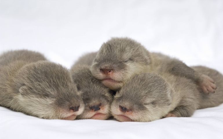 can-you-name-these-abnormally-fluffy-animals