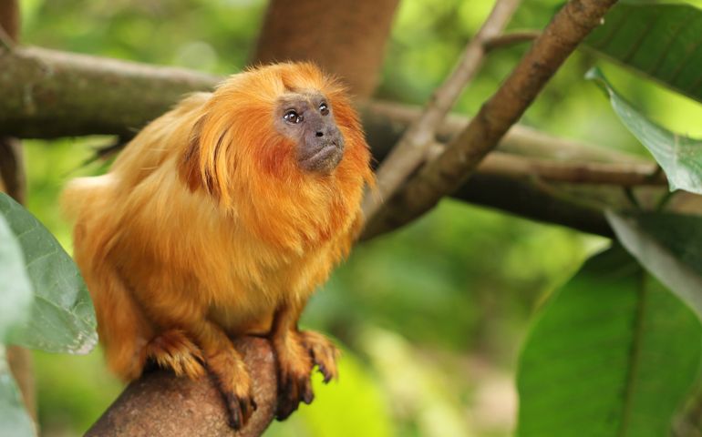 can-you-name-these-abnormally-fluffy-animals