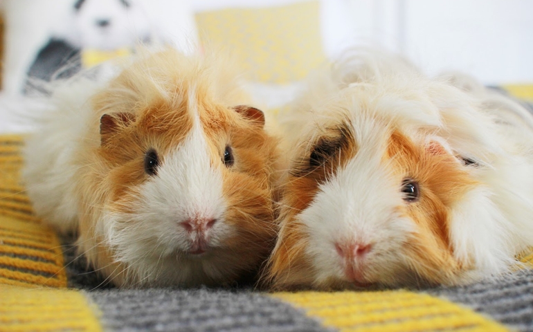 can-you-name-these-abnormally-fluffy-animals