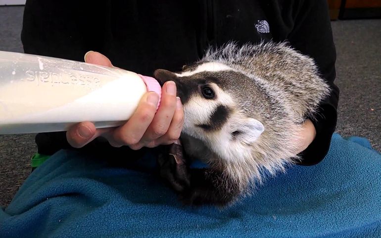 can-you-name-these-abnormally-fluffy-animals
