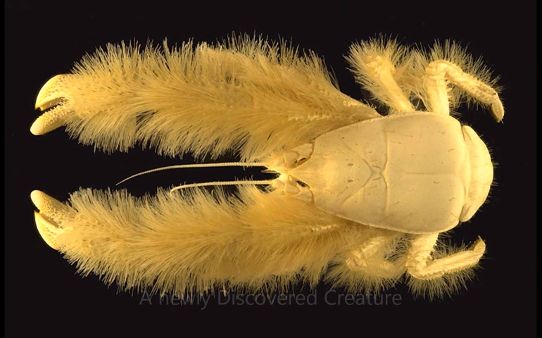 can-you-name-these-abnormally-fluffy-animals