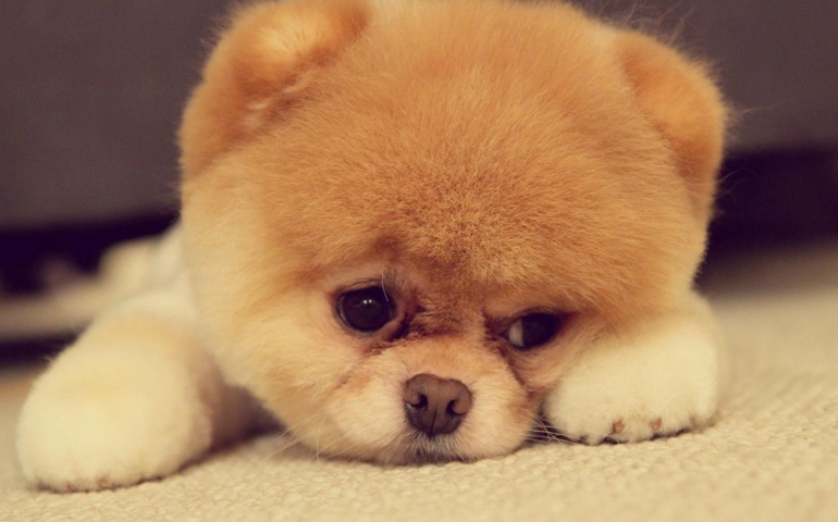 can-you-name-these-abnormally-fluffy-animals