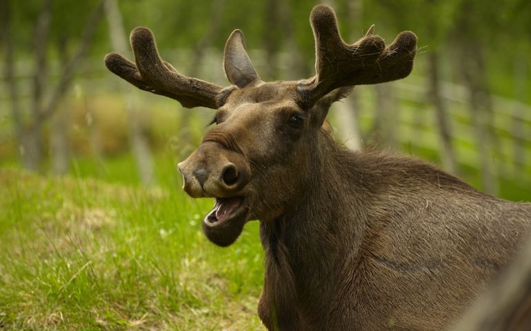 you-cant-do-that-in-canada-or-can-you.jpg