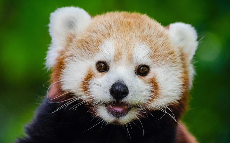 can-you-name-these-abnormally-fluffy-animals