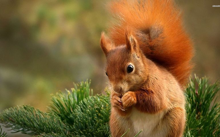 can-you-name-these-abnormally-fluffy-animals