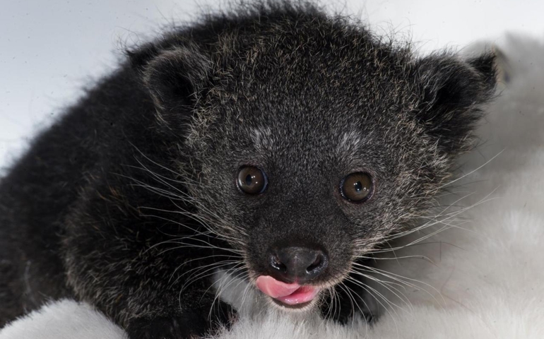 can-you-name-these-abnormally-fluffy-animals