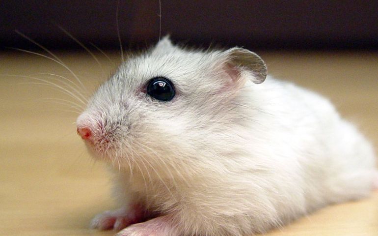 can-you-name-these-abnormally-fluffy-animals
