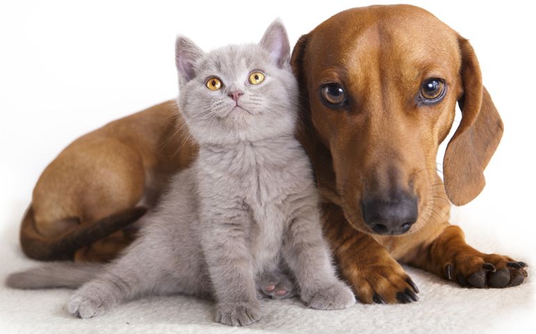 what-do-you-really-know-about-pet-food.jpg