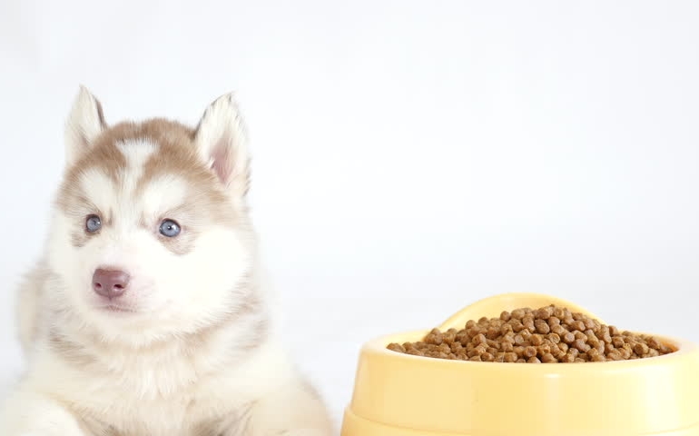 what-do-you-really-know-about-pet-food.jpg