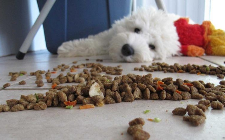 what-do-you-really-know-about-pet-food.jpg