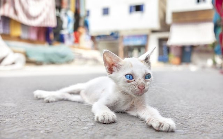 what-do-you-really-know-about-pet-food.jpg